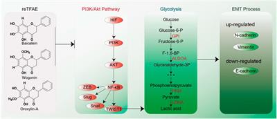 A Mixture of Baicalein, Wogonin, and Oroxylin-A Inhibits EMT in the A549 Cell Line via the PI3K/AKT-TWIST1-Glycolysis Pathway